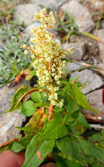Koenigia alaskana