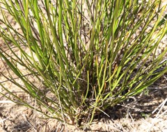 Tripterococcus brunonis