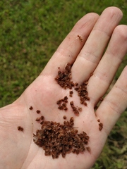 Rumex pseudonatronatus