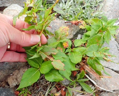 Koenigia alaskana