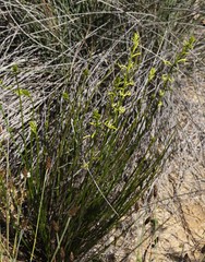 Tripterococcus brunonis