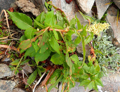 Koenigia alaskana