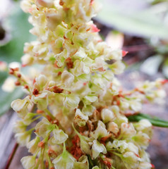Koenigia alaskana