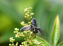 Galactomyia