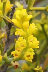 Synaphea spinulosa