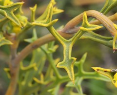 Synaphea spinulosa