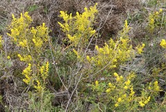 Synaphea spinulosa