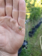 Araneus diadematus