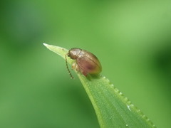 Trachytetra