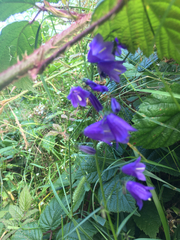 Campanula serrata