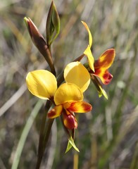 Diuris tinkeri