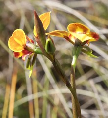 Diuris tinkeri