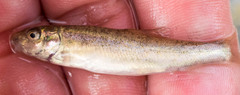 Catostomus catostomus
