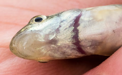 Catostomus catostomus