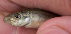 Catostomus catostomus