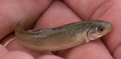 Catostomus catostomus