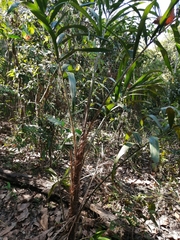 Astrocaryum aculeatum