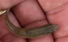 Catostomus catostomus