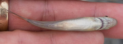 Catostomus catostomus