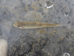 Catostomus catostomus