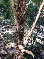 Astrocaryum aculeatum