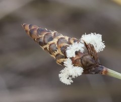Ecdeiocolea monostachya