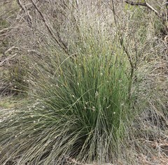 Ecdeiocolea monostachya
