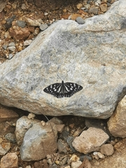 Hestina persimilis