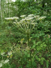 Silphiodaucus prutenicus