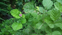 Rubus parvifolius