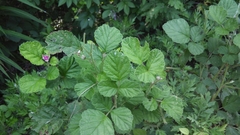 Rubus parvifolius
