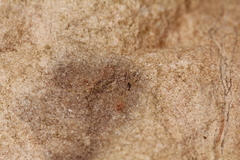 Lepidocyrtus fimicolus