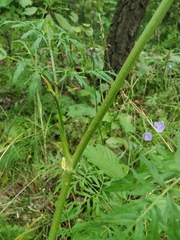 Silphiodaucus prutenicus