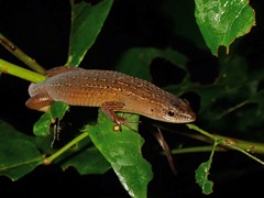 Eutropis rugifera