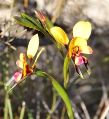 Diuris perialla