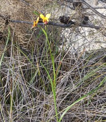 Diuris perialla