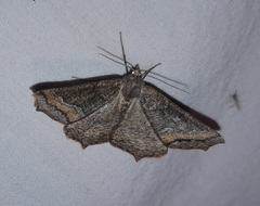 Prochoerodes amplicineraria