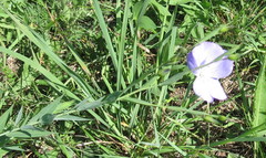 Linum nervosum