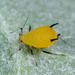 Oleander Aphid - Photo (c) Franz Anthony, some rights reserved (CC BY-NC), uploaded by Franz Anthony