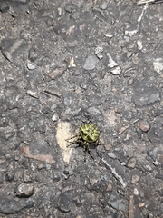 Araneus seminiger