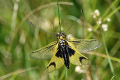 Libelloides longicornis