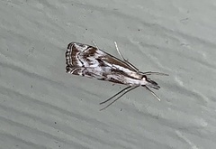 Catoptria oregonicus