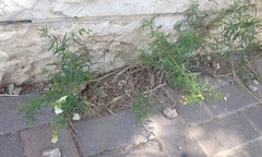 Antirrhinum siculum