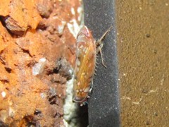 Scaphoideus luteolus