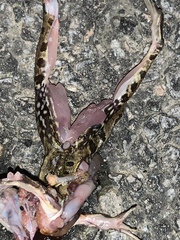 Lithobates kauffeldi