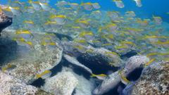 Schuettea scalaripinnis