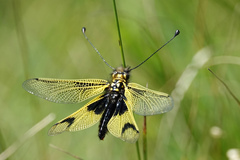 Libelloides longicornis