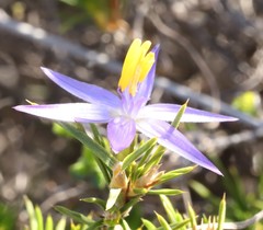 Calectasia narragara