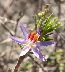 Calectasia narragara
