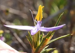 Calectasia narragara
